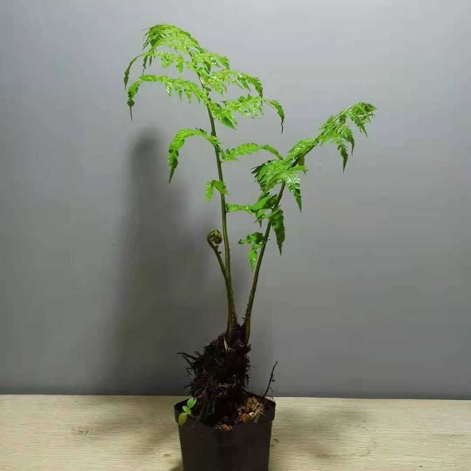 蕨类植物室内绿植网红厥书房茶桌禅意观叶造景沙罗蕨苔藓球盆栽