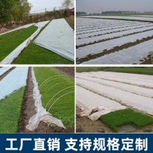 园林绿化无纺布工地草坪防草防尘护坡植草籽覆盖土工布