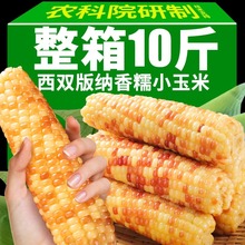 5斤云南西双版纳香糯小玉米真空包装花糯玉米学生上班代餐玉米棒