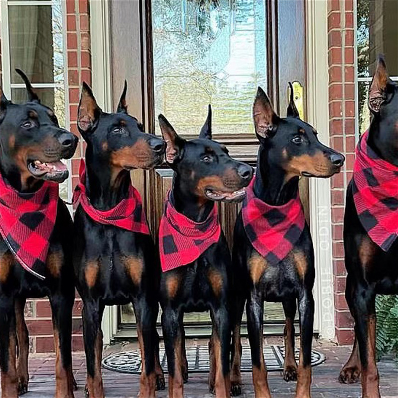 自家繁殖精品杜宾犬活体幼犬纯种棕色黑色杜宾宠物狗德系美系杜宾