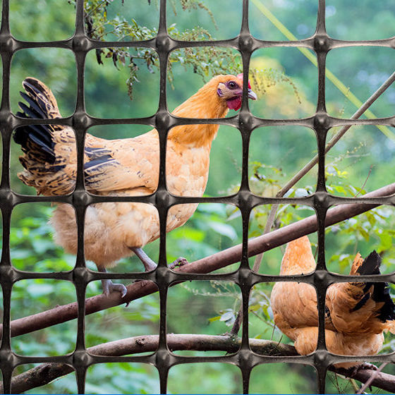 围网养鸡围网加厚塑料网网围栏拦鸡围栏网米长养殖网围栏胶网网格