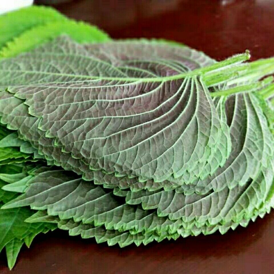 紫苏叶新鲜蔬菜苏子叶东北特产当季叶菜韩国烤肉包肉饭蘸酱菜绿色