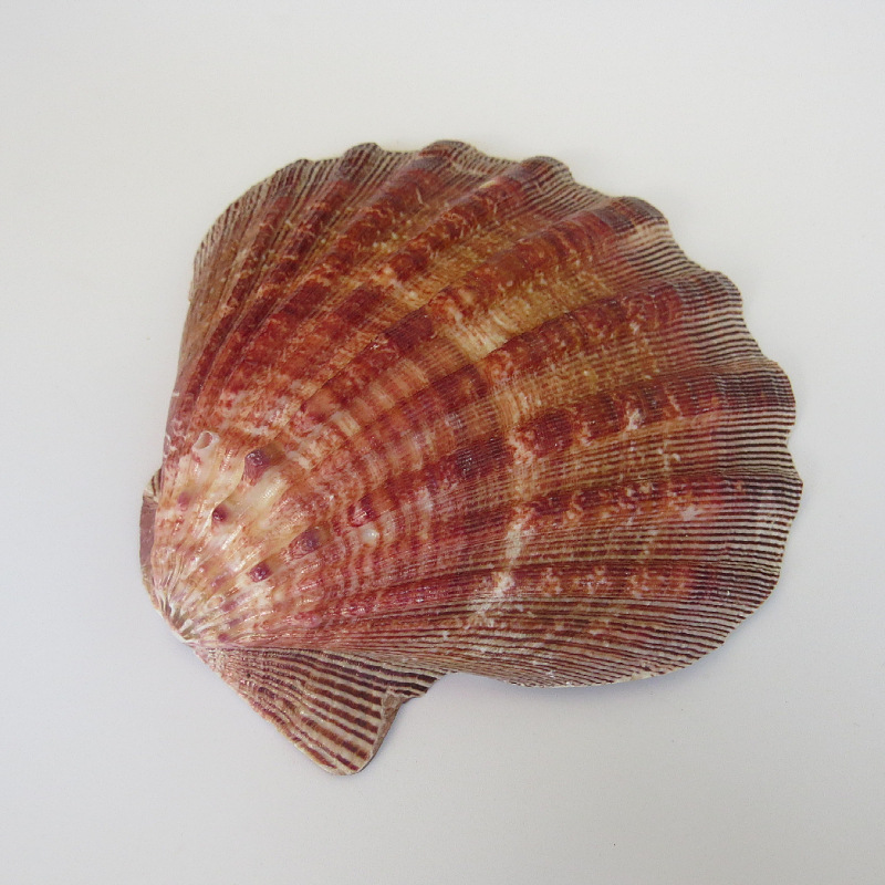 狮爪海扇蛤自然海贝 自然贝壳小摆件 扇贝贝壳鱼缸装饰 厂家批发