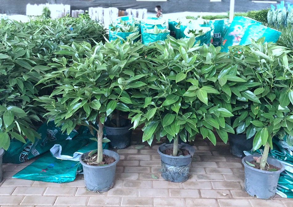 平安树盆栽 兰屿肉桂 红头屿肉桂 台湾大叶肉桂 室内外绿化苗木