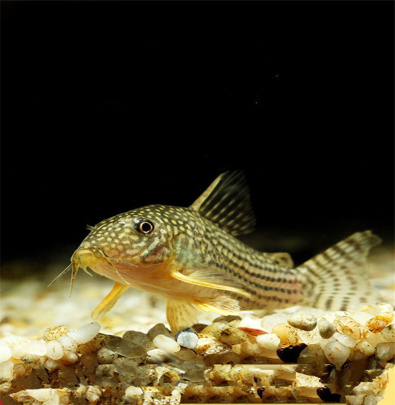 热带鱼清道夫珍珠鼠满天星鼠鱼吃垃圾观赏鱼工具清洁鱼活体鱼批发