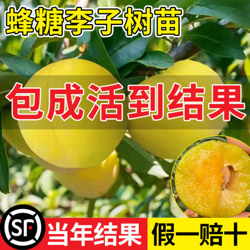 蜂糖李子树苗水果树果苗盆栽南北方种植冰糖红心脱骨李新品种贵州