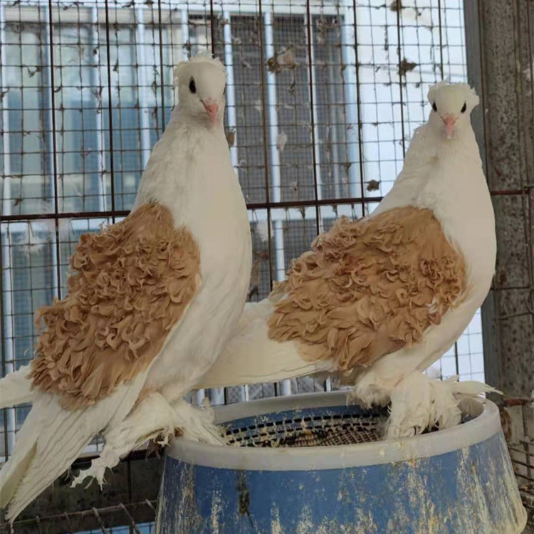 马甲芙蓉鸽子价格 黑马甲芙蓉鸽子图片 后翻白芙蓉观赏鸽