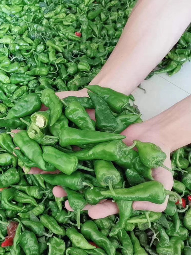 特辣巨辣余干丰收辣椒现摘新鲜薄皮皱皮枫树青椒小米椒土辣椒