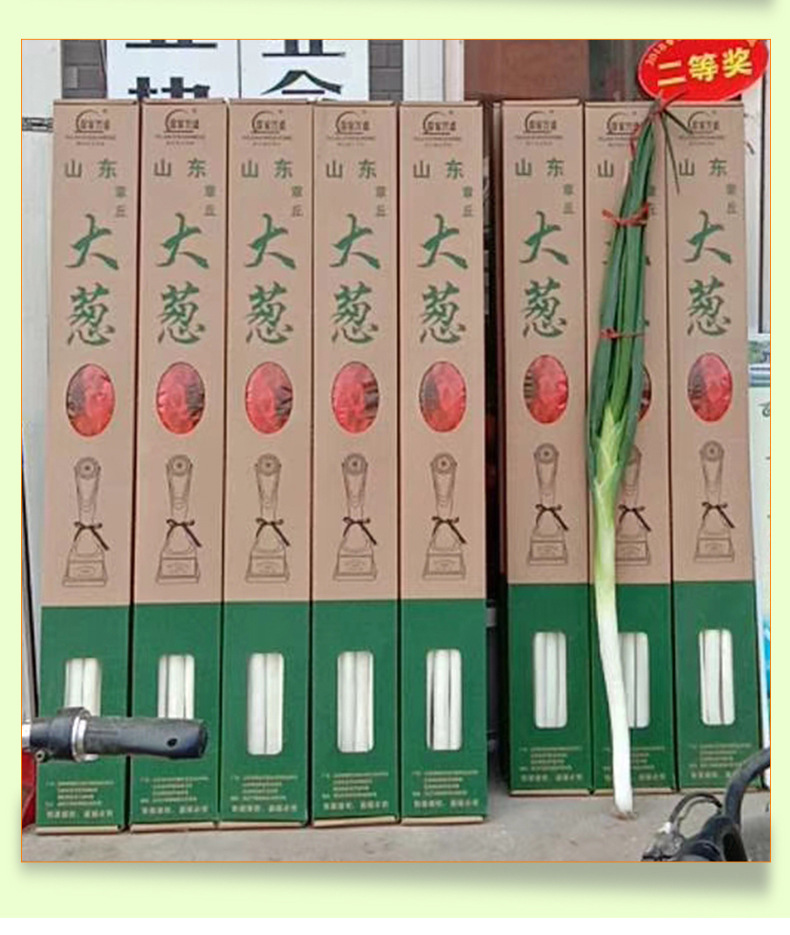 章丘大葱 煎饼卷大葱蘸酱新鲜采摘 章丘农家大葱 礼盒包装