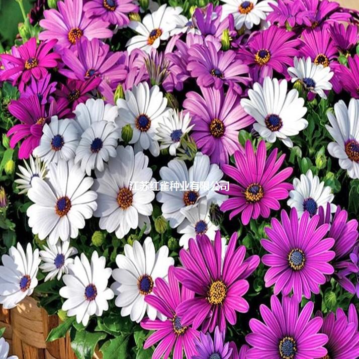 【非洲菊种子】非洲菊四季种植耐寒景观庭院花卉默认项观花种子