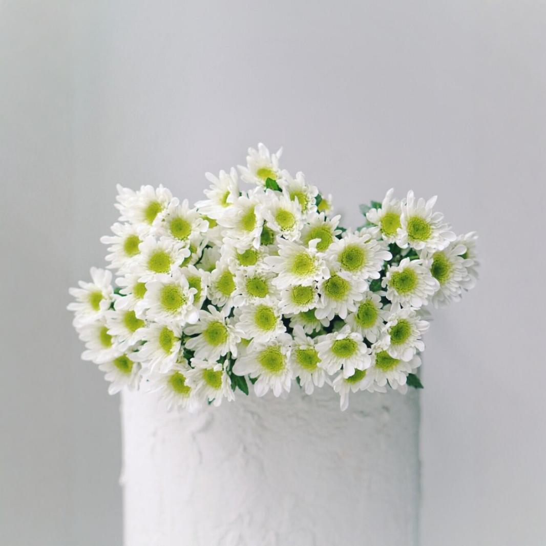 ins风瑞白小雏菊鲜花小菊基地直批鲜切花才家庭水养花束搭配批