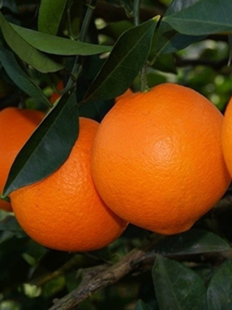 江西赣州寻乌甜橙子新鲜当应现季水果20斤装产地直发