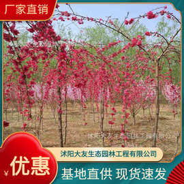 基地批发 自产自销碧桃树苗 景区造景道路园林工程绿化苗