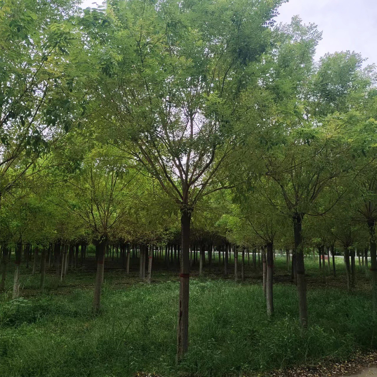 黄金槐批发 槐树 金枝国槐嫁接四季种植风景树金枝黄金槐-阿里巴巴