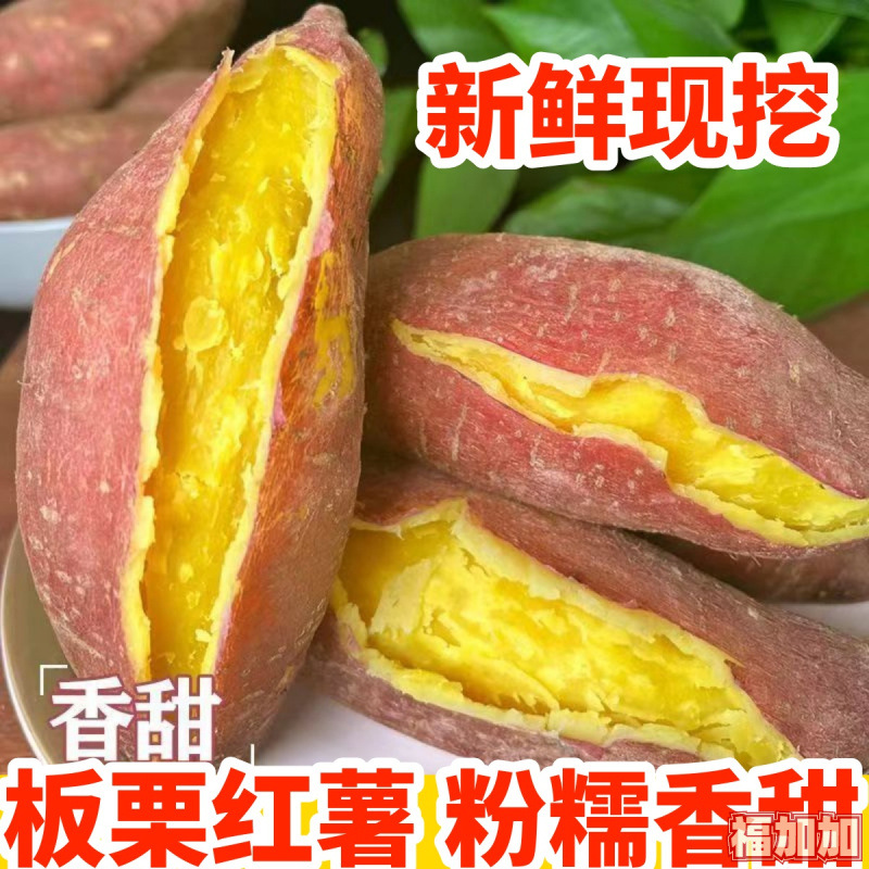 现挖板栗红薯黄心地瓜沙地蜜薯农家自种糖心番薯粉糯山芋香薯