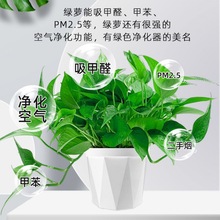 绿箩植物大量批发绿萝盆栽室内水培客厅吸净化空气花卉绿植大叶