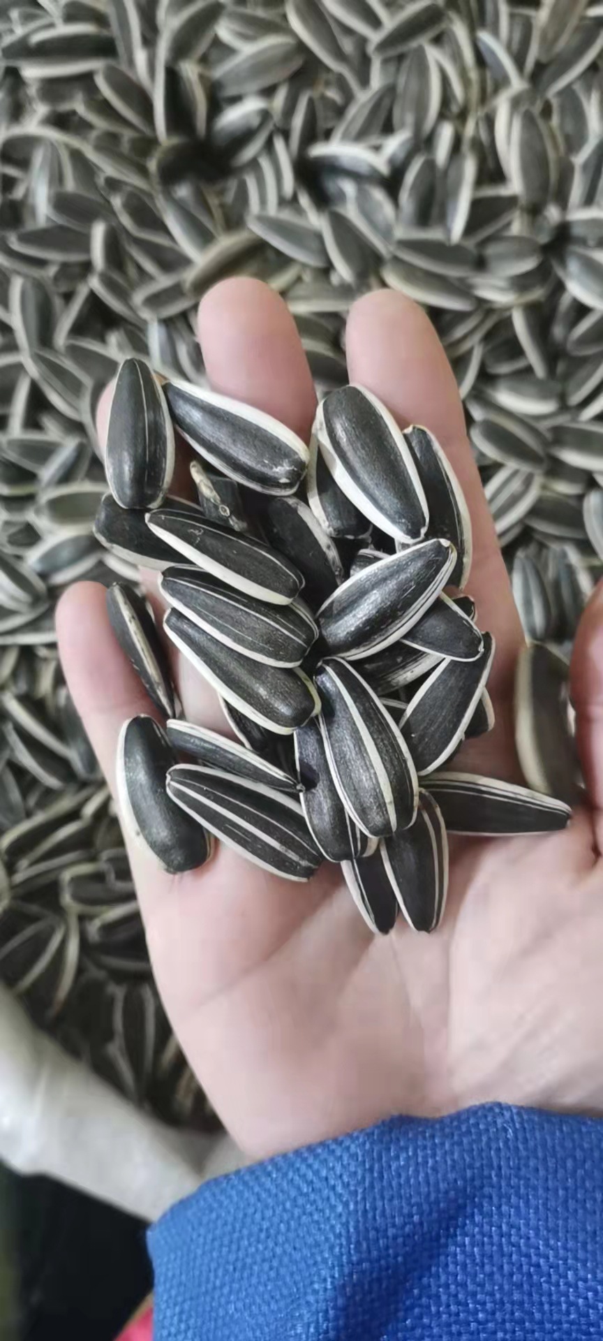 2021大颗粒瓜子新鲜饱满葵花籽香脆原味500g生瓜子批发新货向日葵