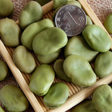 干蚕豆批发