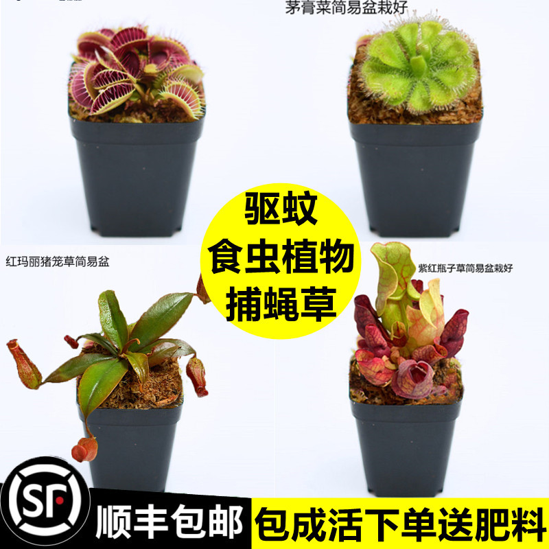 捕蝇草盆栽猪笼草食虫食人花卉水培植物茅膏菜驱蚊绿植捕虫草 图片