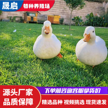 网红宠物柯尔鸭活体出售 家养柯尔鸭苗一只价格 受精鸭蛋批发