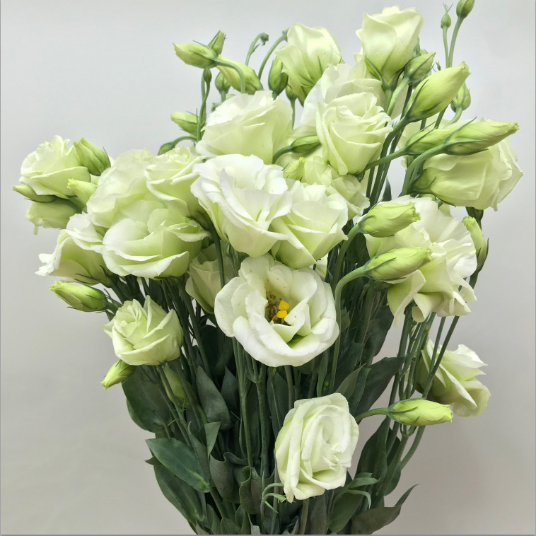鲜花云南基地直发洋桔梗花束昆明速递同城家用水养直批圣诞节礼物