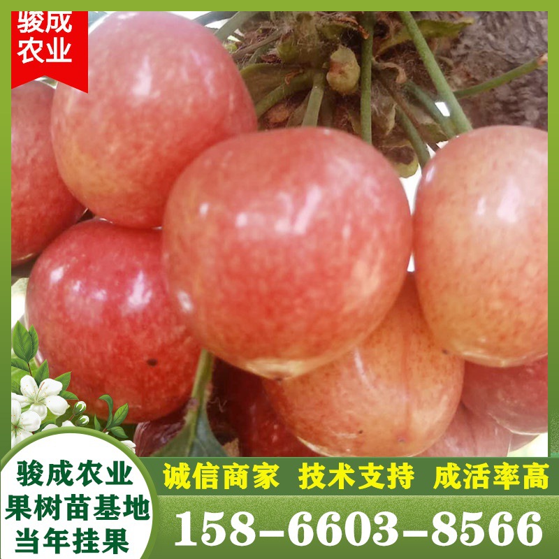 苗圃批发沙王大樱桃树苗 矮化嫁接品种 4公分早熟沙王樱桃苗