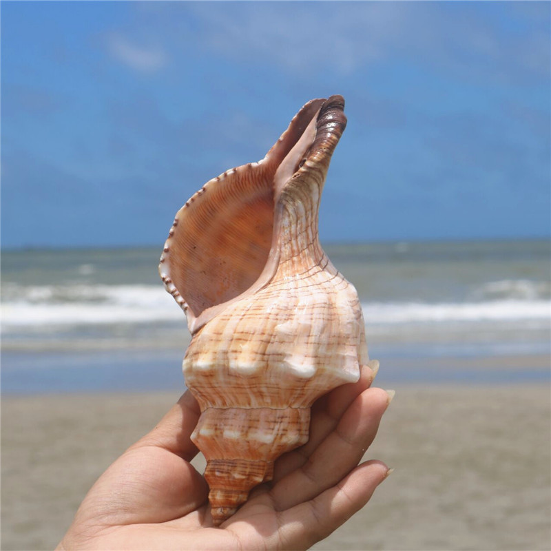 赤旋螺天然贝壳大海螺壳鱼缸装饰品水族箱造景海边地中海风格摆件