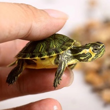 QGSO深水龟纯种黄耳龟苗小乌龟活物鱼缸混养观赏宠物龟吃粪龟清洁