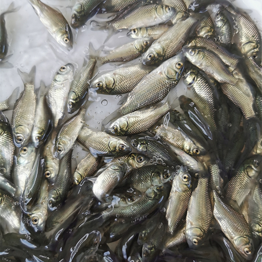 白鲫鱼苗异育银鲫鱼苗中科五号鲫鱼苗湘云鲫鱼苗量大价优