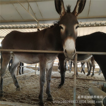 改良三粉驴苗活驴小驴驹肉驴崽肉驴苗德州驴养殖毛驴养殖场