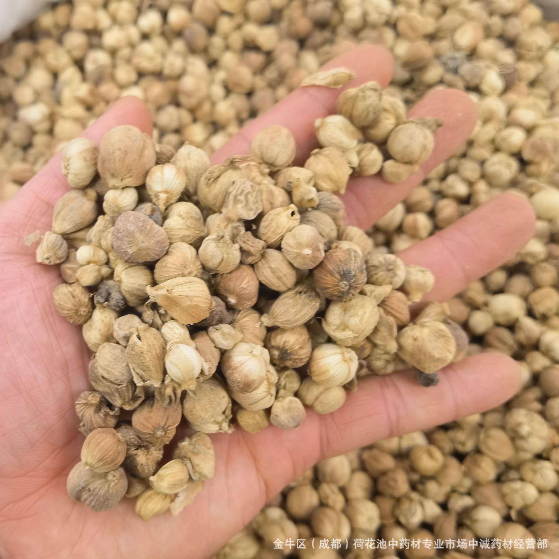 中药材批发 白豆蔻 白叩 豆蔻 白蔻仁 香料 味浓 产地货源 白豆蔻