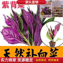天然补血紫背菜种子天葵血皮菜红凤菜四川特色营养观音菜蔬菜种籽