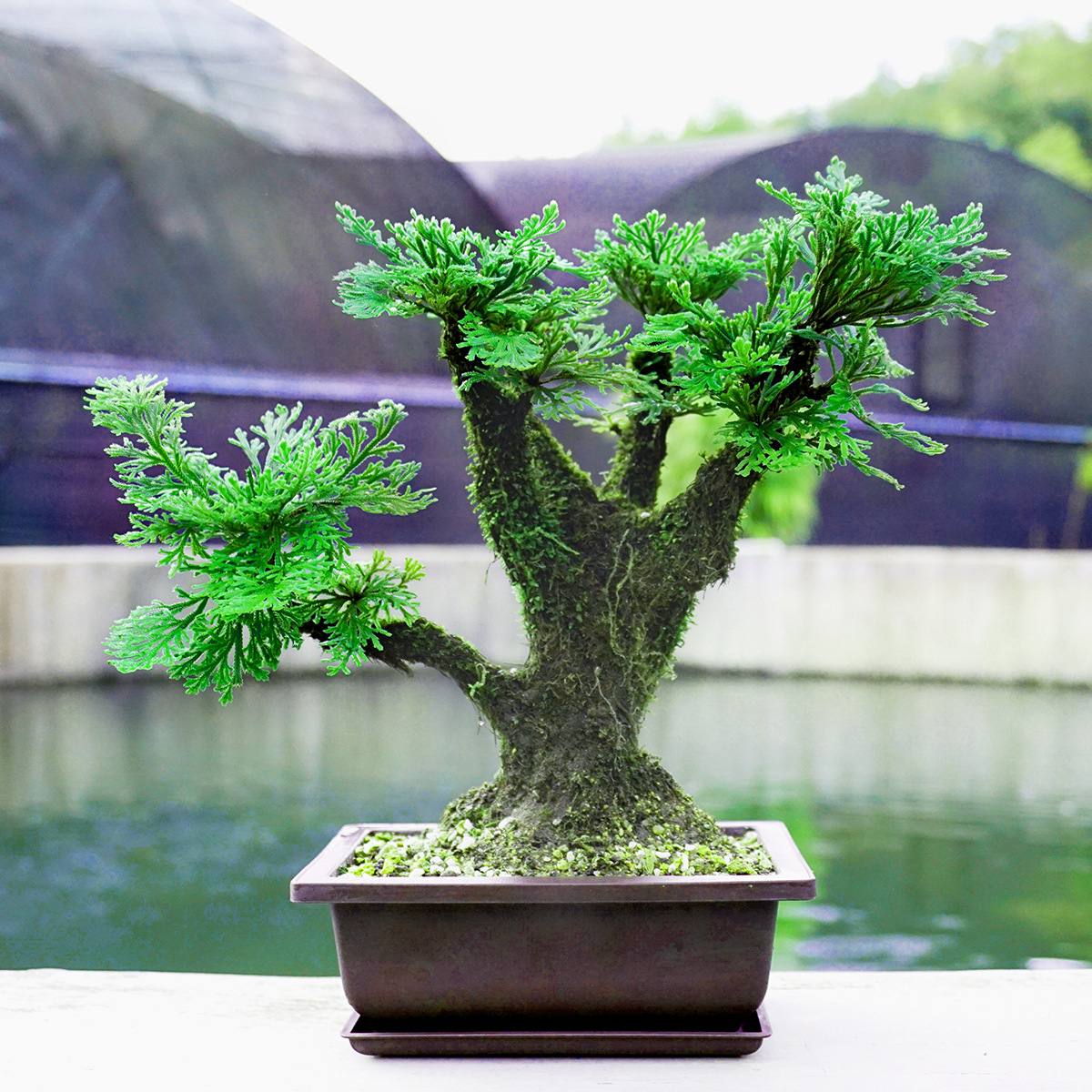 九死还魂草盆栽卷柏办公桌精品绿植四季常青不死植物假山配景原土