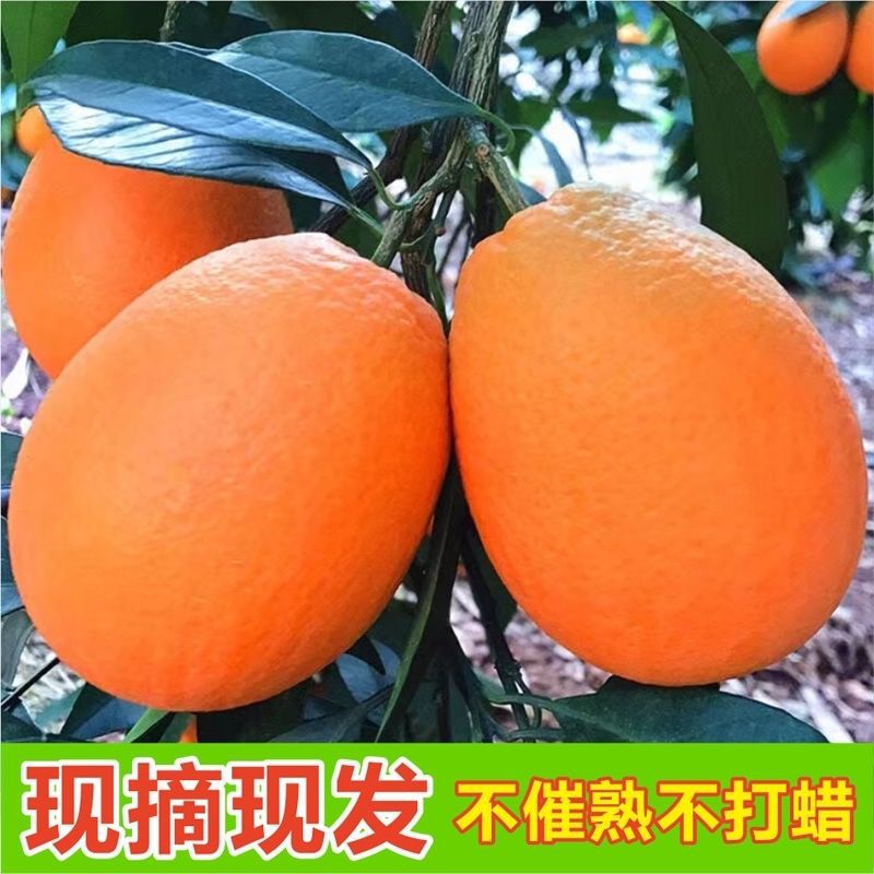 奉节脐橙纽荷尔长虹甜橙整箱无籽现摘现发薄皮当季新鲜水果