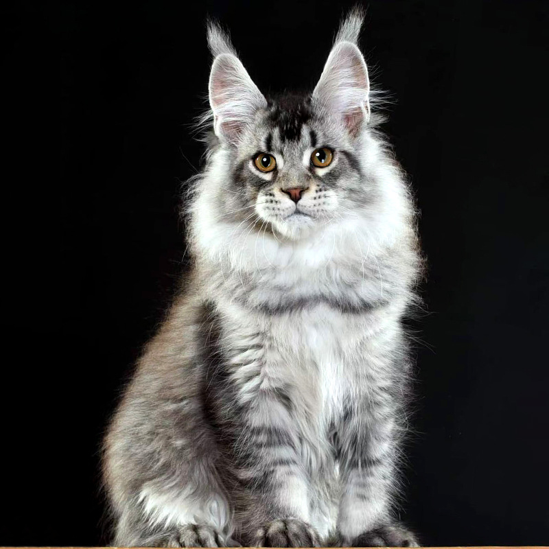 俄罗斯缅因猫纯种幼猫赛级金棕虎斑大体宠物猫活体巨型猫咪幼崽