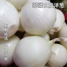 洋葱新疆皮牙子白洋葱新鲜蔬菜批发凉拌生吃脆嫩多汁椒麻鸡必备菜