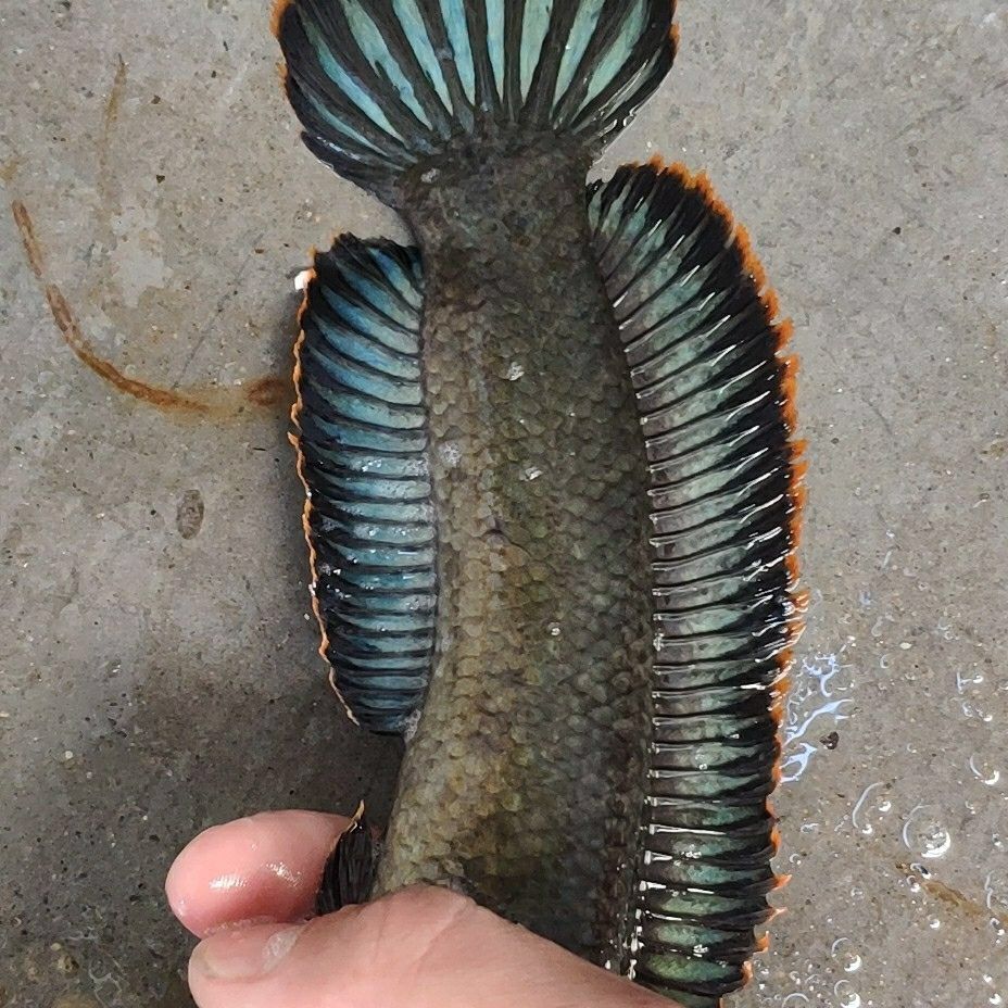 观赏鱼野生南鳢彩虹雷龙鱼耐养冷水鱼淡水鱼凶猛彩虹雷龙活体包邮