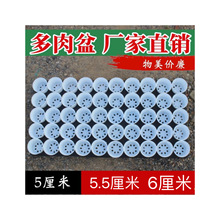 5厘米5.5厘米6厘米多肉小花盆育苗盆生石花拇指盆扦插叶插多肉盆