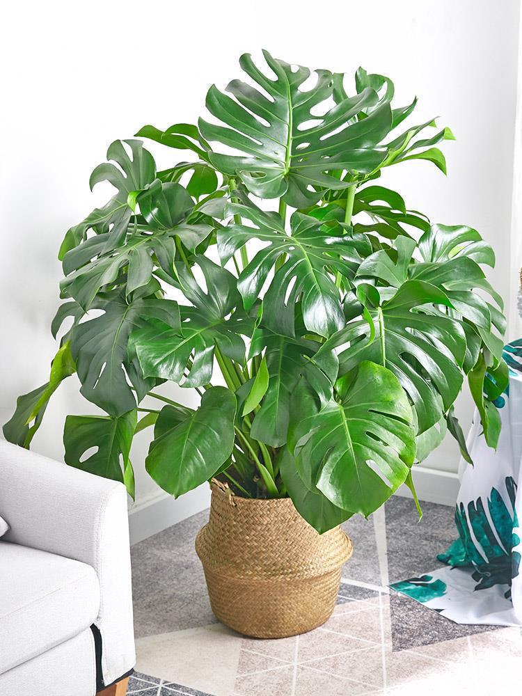 龟背竹盆栽北欧网红盆景大叶植物除甲醛真龟背叶办公客厅室内绿植