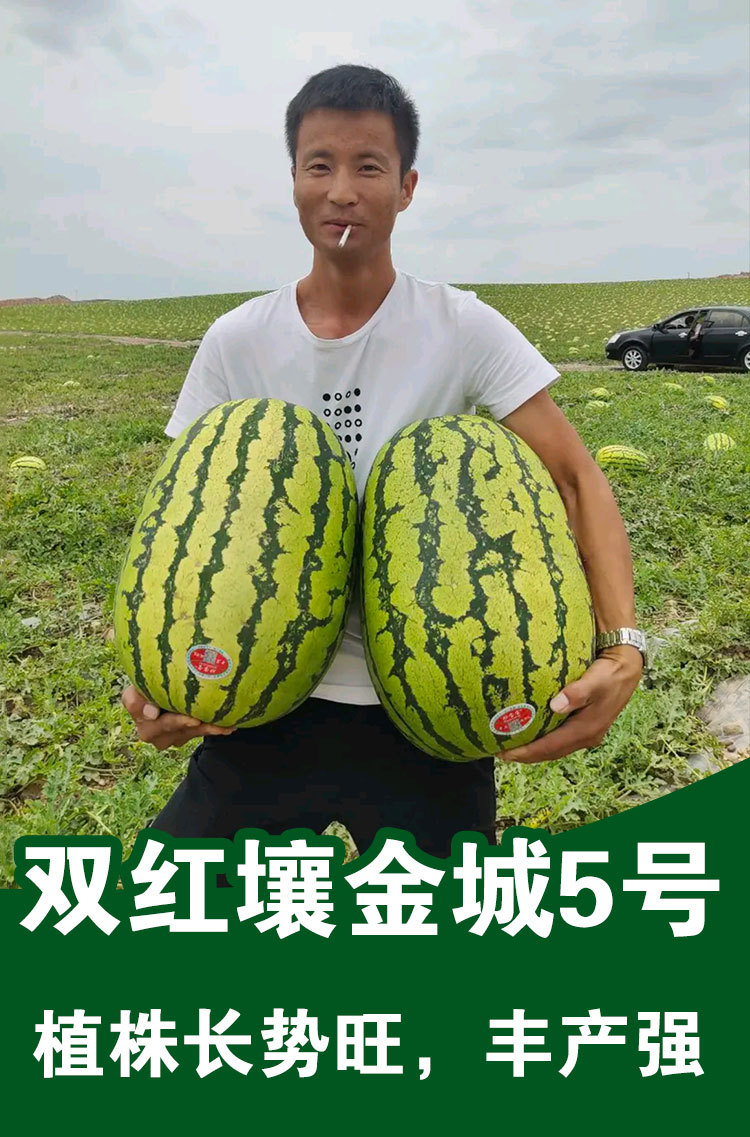 金城5号西瓜种子西瓜种子批发种子公司蔬菜水果种子大花皮西瓜籽
