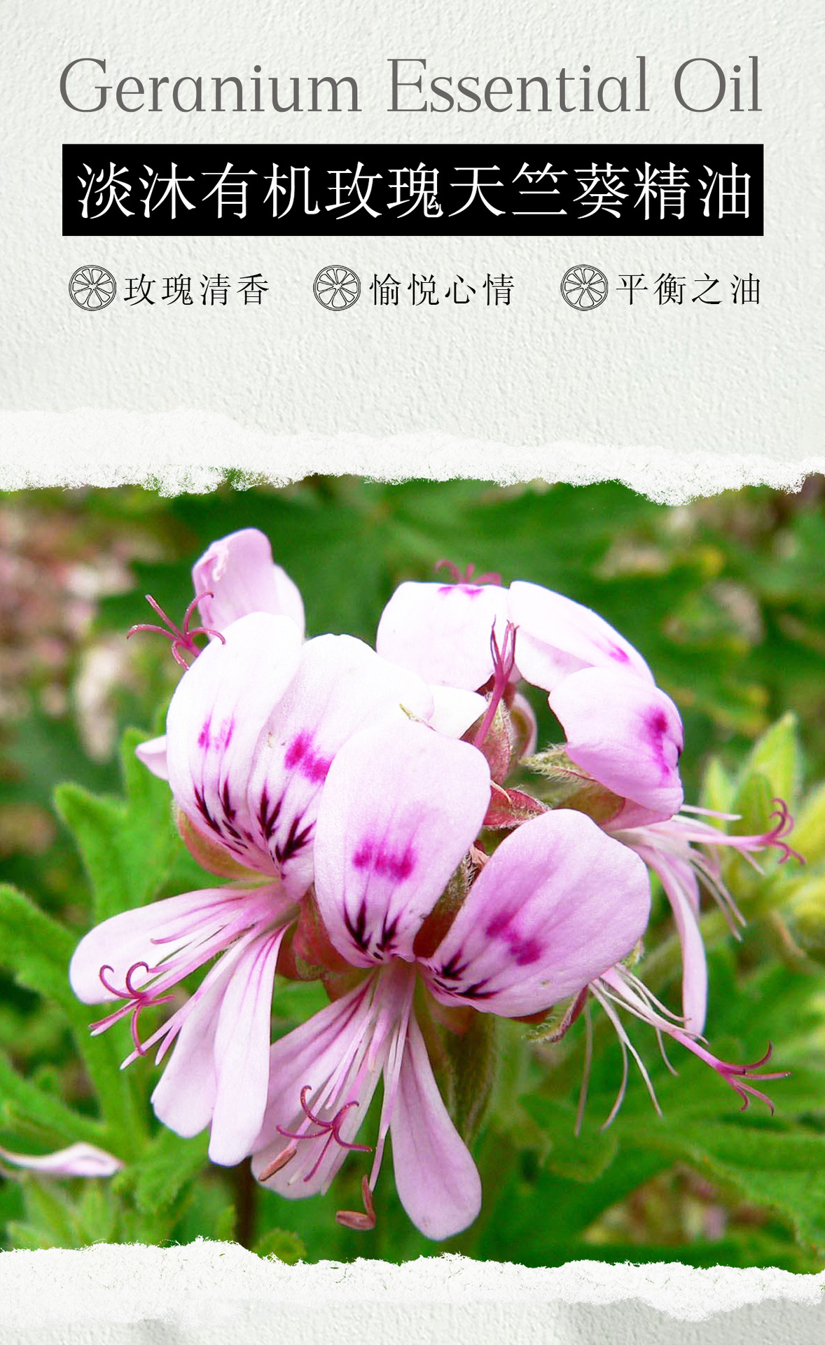 有机玫瑰天竺葵精油 精油原料批发 淡沐单方精油厂家