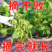 新品矮杆极早熟毛豆种30天高产青豆菜子日本青特早王菜豆薄皮