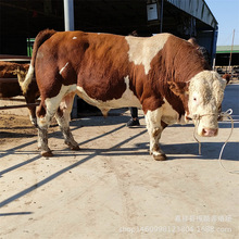 鲁西黄牛活体出售西门塔尔牛苗改良黄牛养殖场三个月的肉牛价格