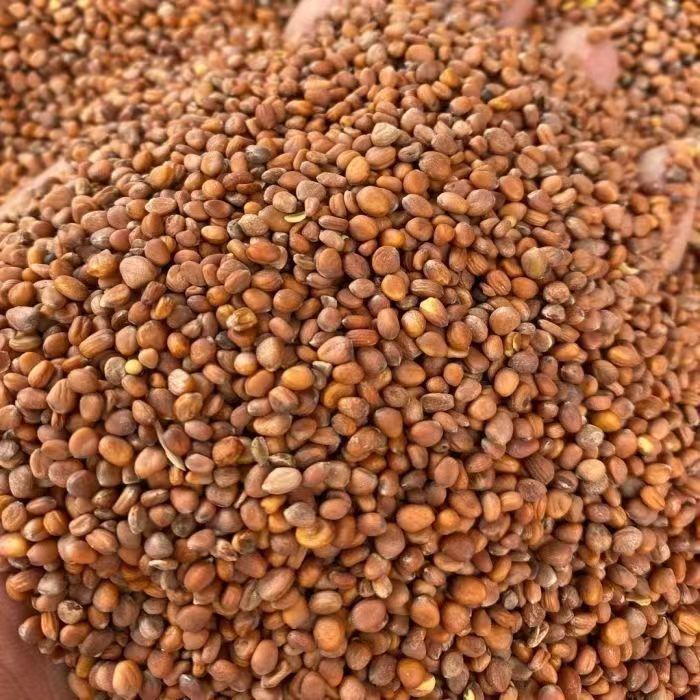 新货莱菔子 生莱菔子 甘肃货 另有炒莱菔子 白萝卜籽-阿里巴巴