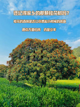 大型桂花树苗浓香花卉庭院绿化景观树耐寒好养金桂丹桂四季常青