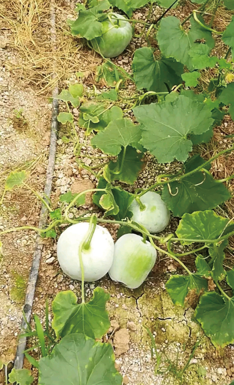 研优一串铃小冬瓜种子厚肉口感好老北京串八冬瓜种籽冬瓜蔬菜种子