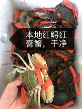 东山岛青蟹红鲟蟹红膏母蟹一斤半2~3只 鲜活大红膏鲟全母膏蟹包肥