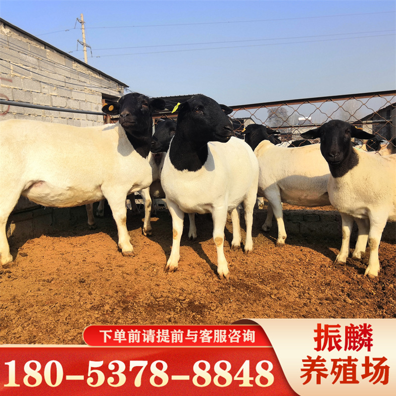 自动脱毛的羊黑头杜泊绵羊和澳洲白哪个品种的好200斤的种公羊
