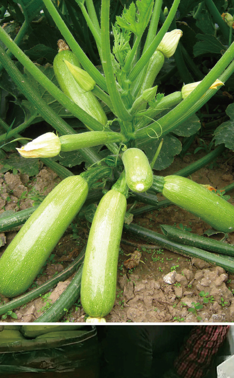 大禹翠葫一夏西葫芦种子中熟长棒多果西葫芦种籽西葫芦蔬菜籽批发