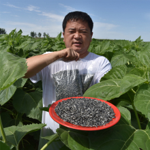 新货油葵子黑珍珠油嗑黑小瓜子内蒙瓜子独立小包500克葵花籽散装